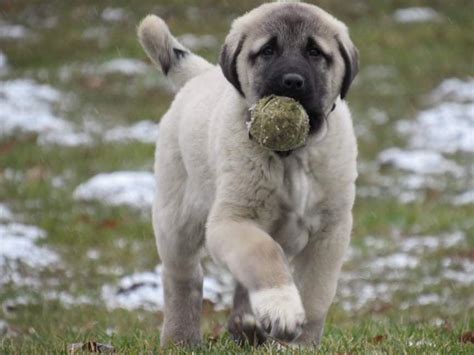 Female, Born on 05102022 - 10 weeks old. . Kangal puppies for sale 2022